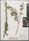 Foto von Salix purpurea L.